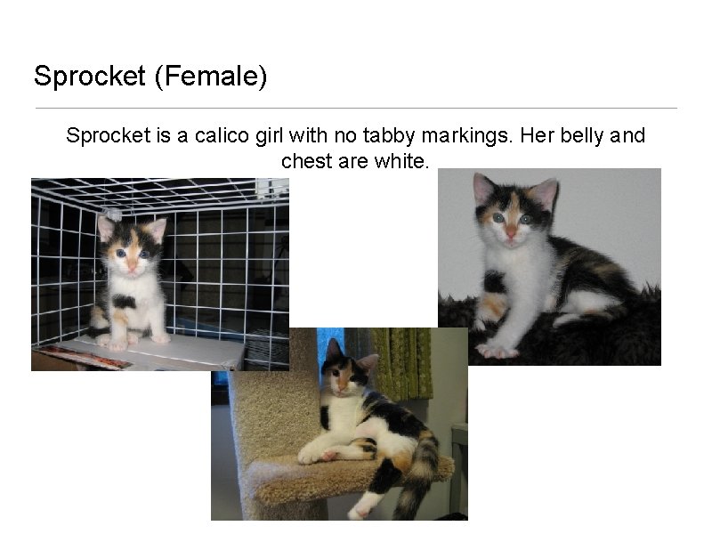 Sprocket (Female) Sprocket is a calico girl with no tabby markings. Her belly and