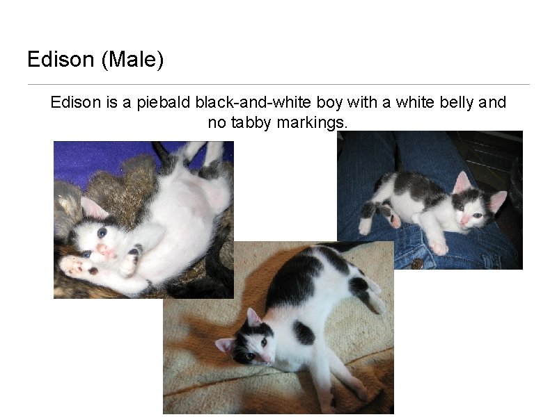 Edison (Male) Edison is a piebald black-and-white boy with a white belly and no