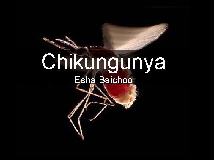 Chikungunya Esha Baichoo 