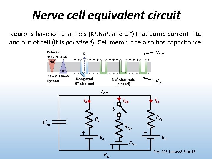 Nerve cell equivalent circuit Neurons have ion channels (K+, Na+, and Cl–) that pump