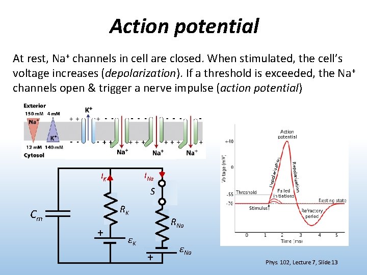 Action potential At rest, Na+ channels in cell are closed. When stimulated, the cell’s