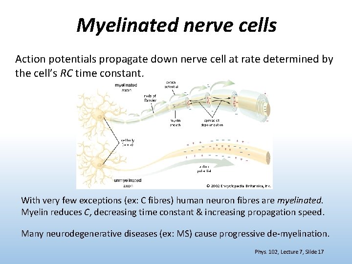 Myelinated nerve cells Action potentials propagate down nerve cell at rate determined by the