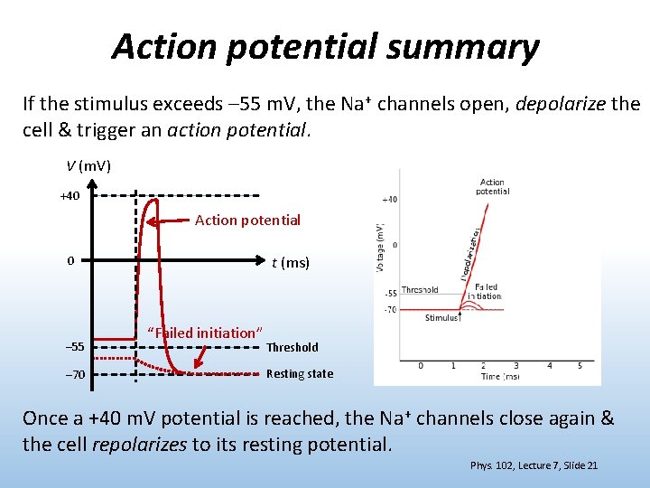 Action potential summary If the stimulus exceeds – 55 m. V, the Na+ channels