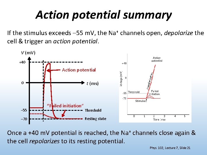 Action potential summary If the stimulus exceeds – 55 m. V, the Na+ channels