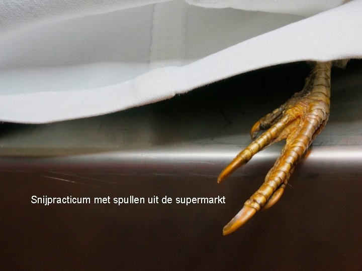 Live: T. rex-autopsie in de klas Snijpracticum met spullen uit de supermarkt 