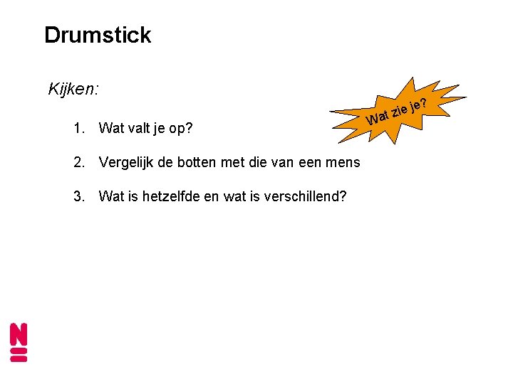 Drumstick Kijken: 1. Wat valt je op? 2. Vergelijk de botten met die van