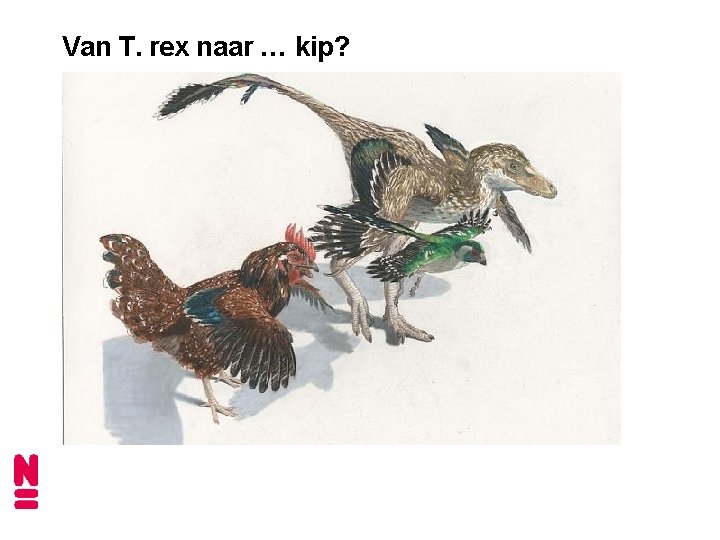 Van T. rex naar … kip? 