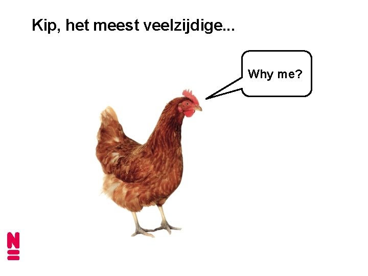 Kip, het meest veelzijdige. . . Why me? 