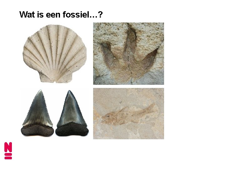 Wat is een fossiel…? 
