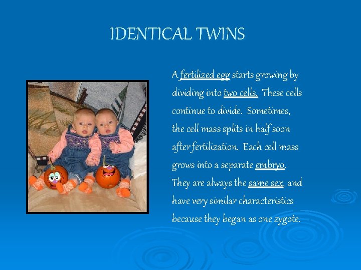 IDENTICAL TWINS A fertilized egg starts growing by dividing into two cells. These cells