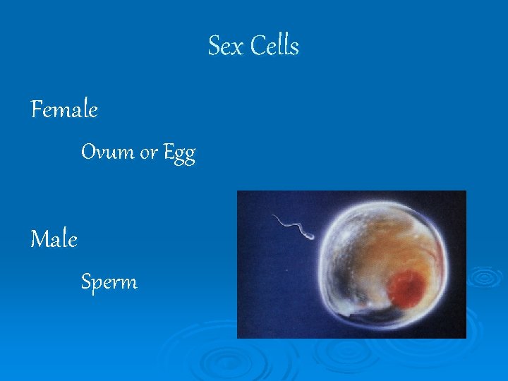 Sex Cells Female Ovum or Egg Male Sperm 