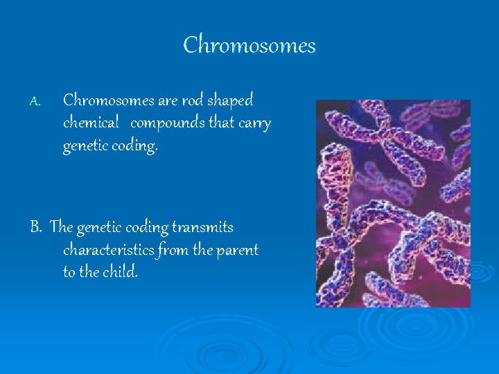 Chromosomes A. Chromosomes are rod shaped chemical compounds that carry genetic coding. B. The