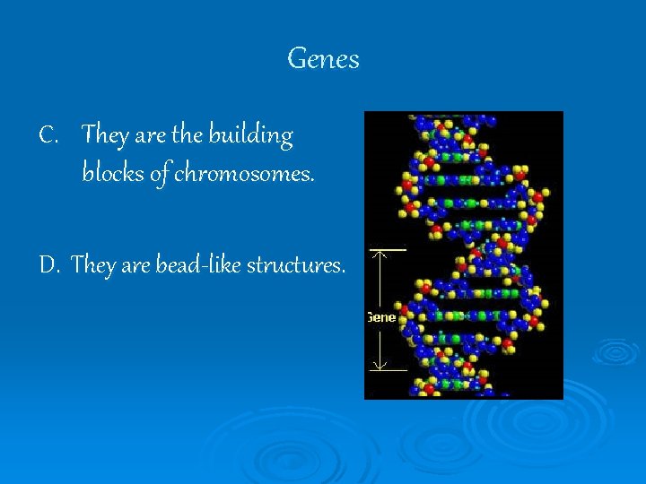 Genes C. They are the building blocks of chromosomes. D. They are bead-like structures.