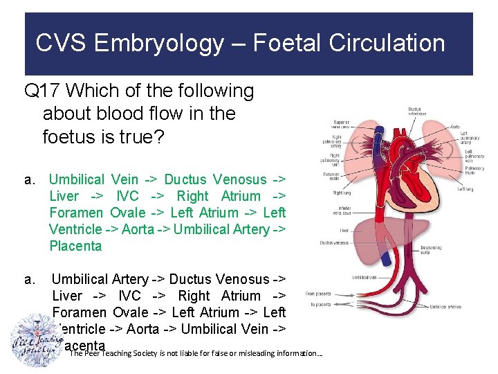 CVS Embryology – Foetal Circulation Q 17 Which of the following about blood flow