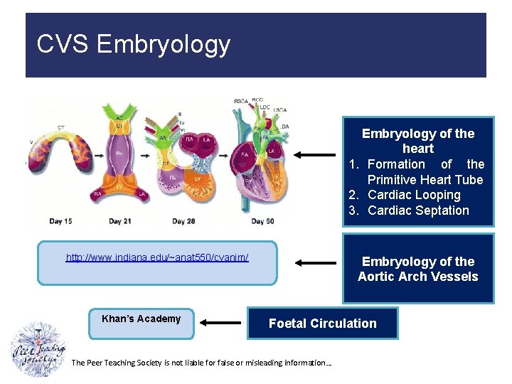 CVS Embryology of the heart 1. Formation of the Primitive Heart Tube 2. Cardiac