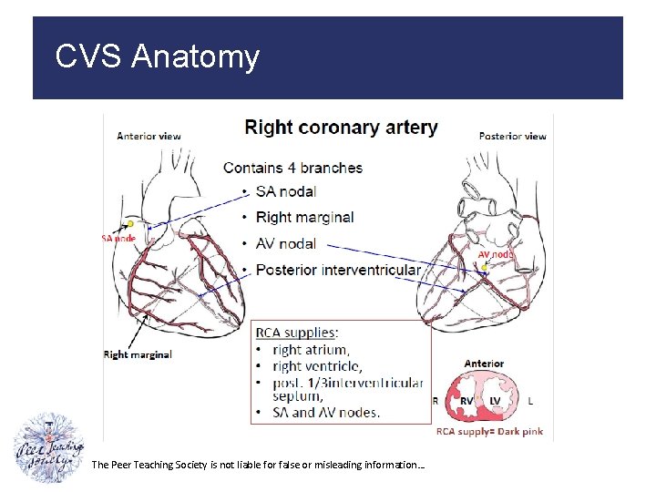 CVS Anatomy The Peer Teaching Society is not liable for false or misleading information…