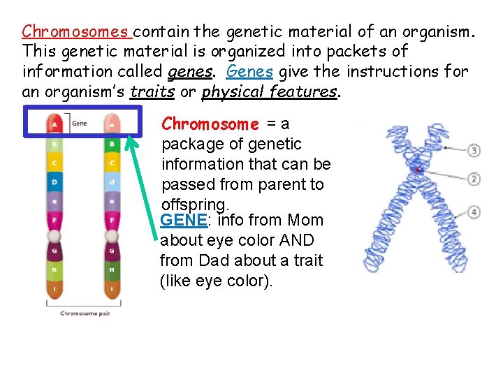 Chromosomes contain the genetic material of an organism. This genetic material is organized into