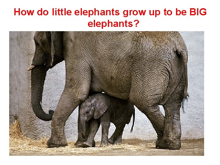 How do little elephants grow up to be BIG elephants? 