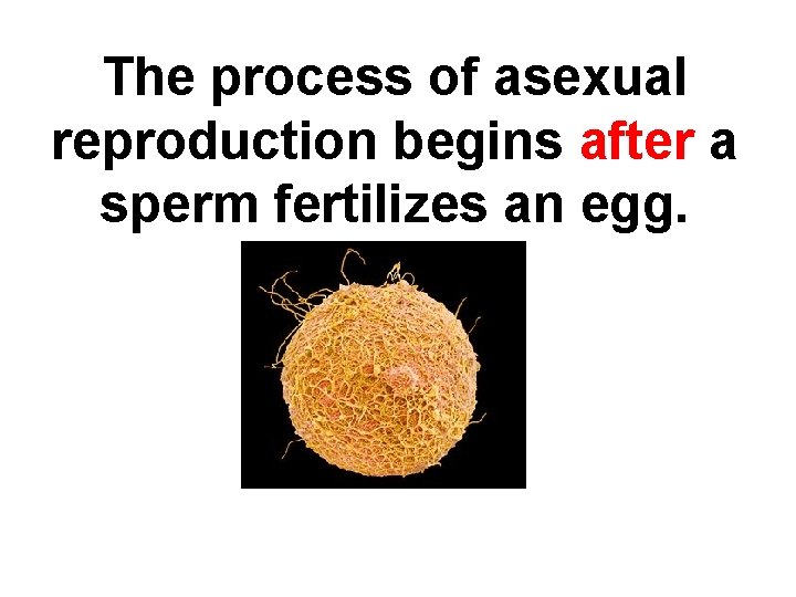 The process of asexual reproduction begins after a sperm fertilizes an egg. 