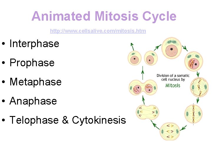 Animated Mitosis Cycle http: //www. cellsalive. com/mitosis. htm • Interphase • Prophase • Metaphase