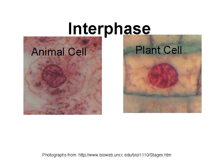 Interphase Animal Cell Plant Cell Photographs from: http: //www. bioweb. uncc. edu/biol 1110/Stages. htm