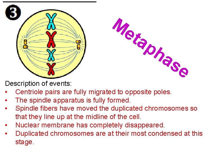 Me ta ph as e Description of events: • Centriole pairs are fully migrated