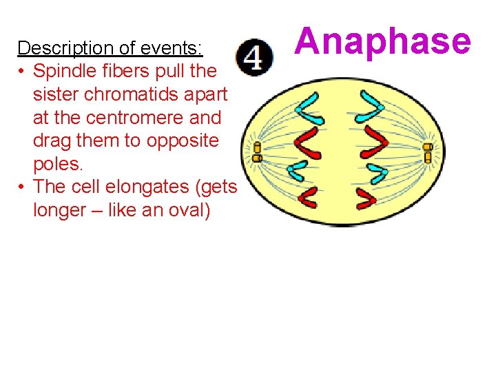 Description of events: • Spindle fibers pull the sister chromatids apart at the centromere