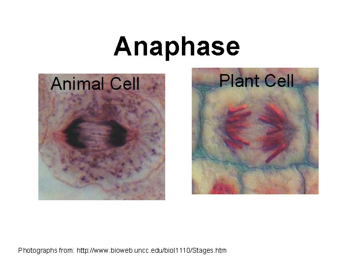 Anaphase Animal Cell Plant Cell Photographs from: http: //www. bioweb. uncc. edu/biol 1110/Stages. htm