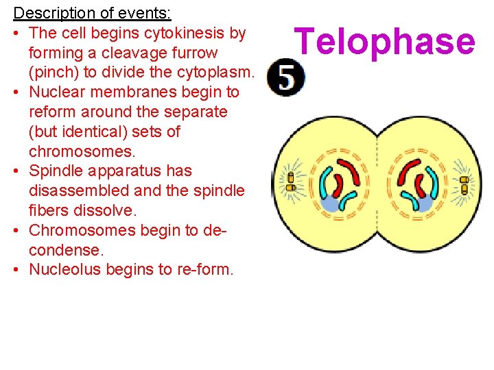Description of events: • The cell begins cytokinesis by forming a cleavage furrow (pinch)