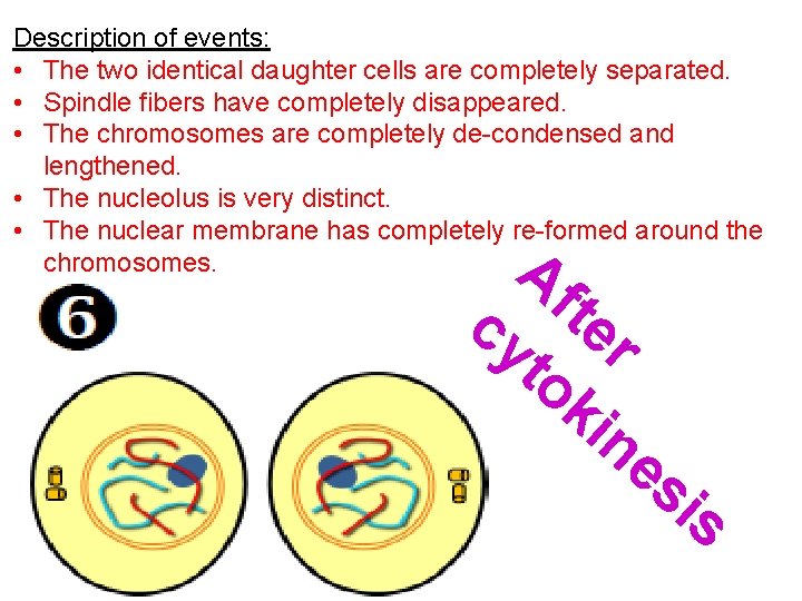 Description of events: • The two identical daughter cells are completely separated. • Spindle