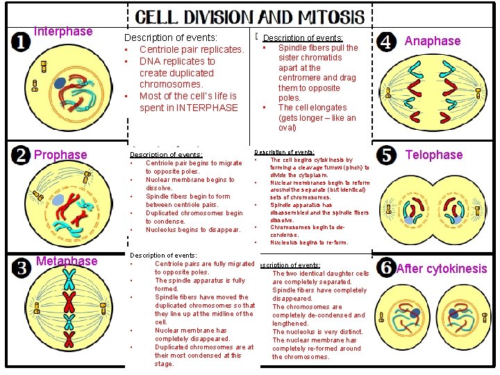 Interphase Description of events: • Centriole pair replicates. • DNA replicates to create duplicated