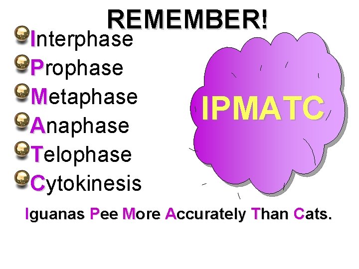 REMEMBER! Interphase Prophase Metaphase Anaphase Telophase Cytokinesis IPMATC Iguanas Pee More Accurately Than Cats.