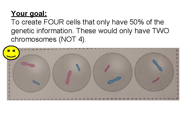 Your goal: To create FOUR cells that only have 50% of the genetic information.