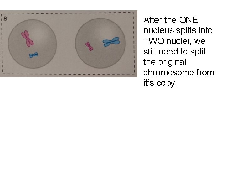 After the ONE nucleus splits into TWO nuclei, we still need to split the