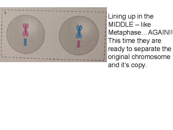 Lining up in the MIDDLE – like Metaphase…AGAIN!! This time they are ready to