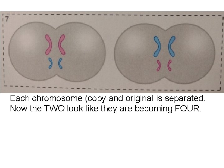 Each chromosome (copy and original is separated. Now the TWO look like they are