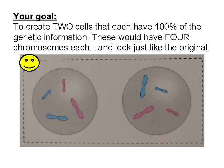 Your goal: To create TWO cells that each have 100% of the genetic information.