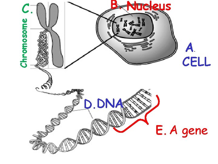 B. Nucleus Chromosome C. A. CELL D. DNA E. A gene 