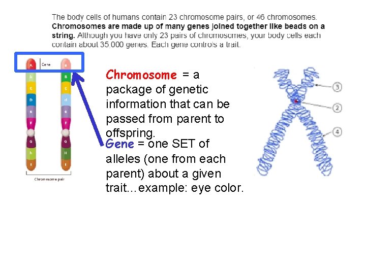 Chromosome = a package of genetic information that can be passed from parent to