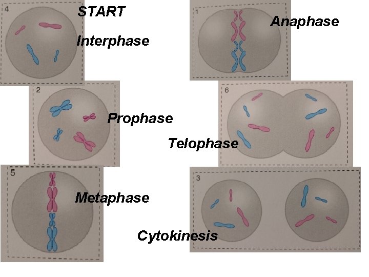 START Anaphase Interphase Prophase Telophase Metaphase Cytokinesis 