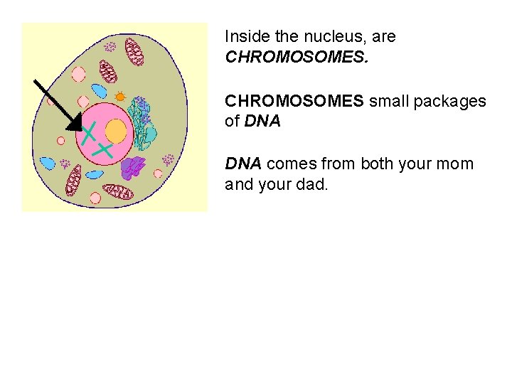 Inside the nucleus, are CHROMOSOMES small packages of DNA comes from both your mom