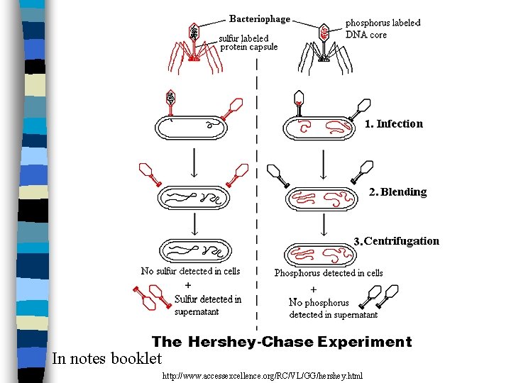  In notes booklet http: //www. accessexcellence. org/RC/VL/GG/hershey. html 