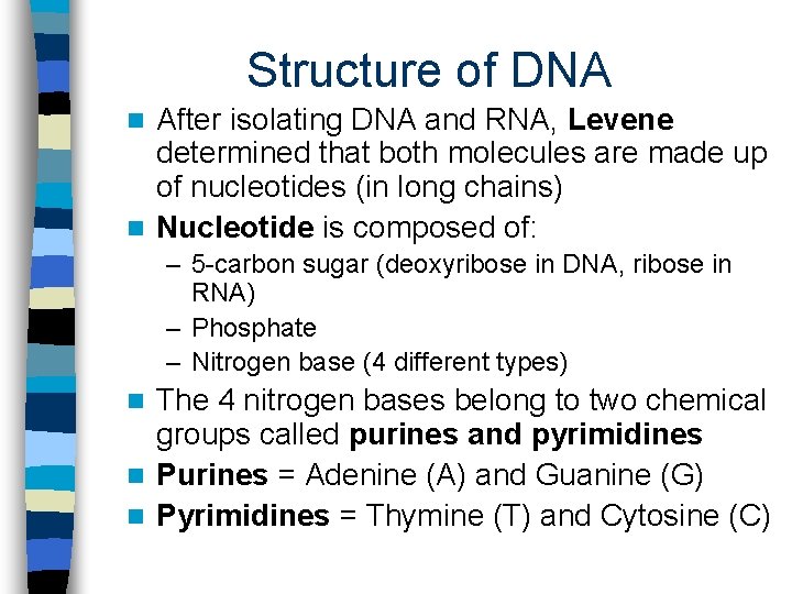 Structure of DNA After isolating DNA and RNA, Levene determined that both molecules are