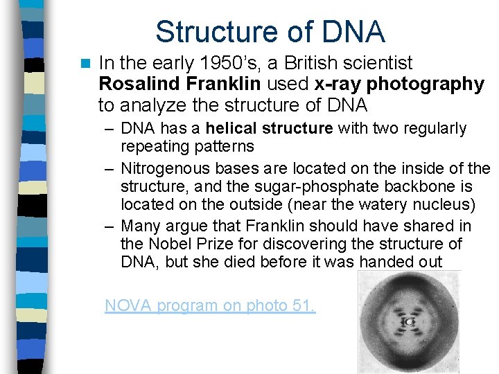 Structure of DNA n In the early 1950’s, a British scientist Rosalind Franklin used