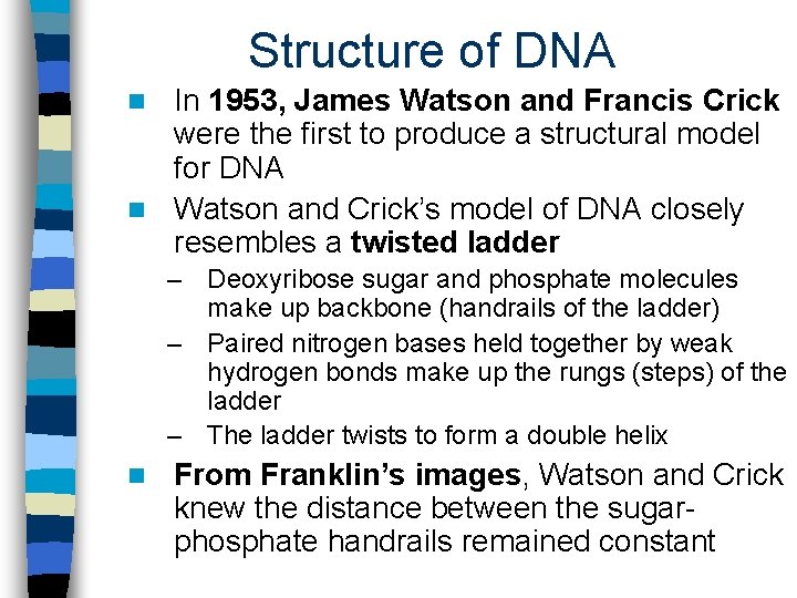 Structure of DNA In 1953, James Watson and Francis Crick were the first to