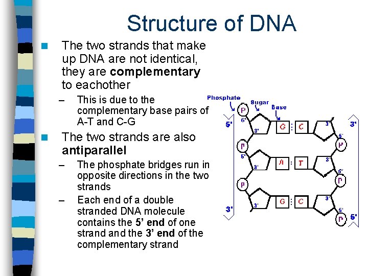 Structure of DNA n The two strands that make up DNA are not identical,