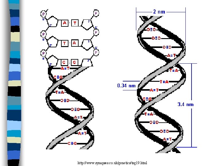http: //www. synapses. co. uk/genetics/tsg 19. html 