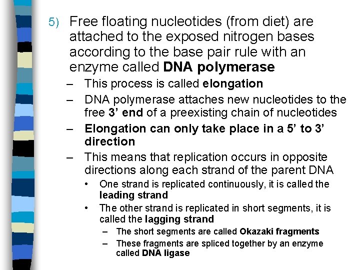5) Free floating nucleotides (from diet) are attached to the exposed nitrogen bases according