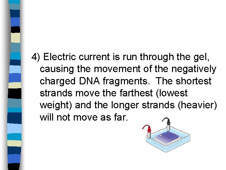 4) Electric current is run through the gel, causing the movement of the negatively