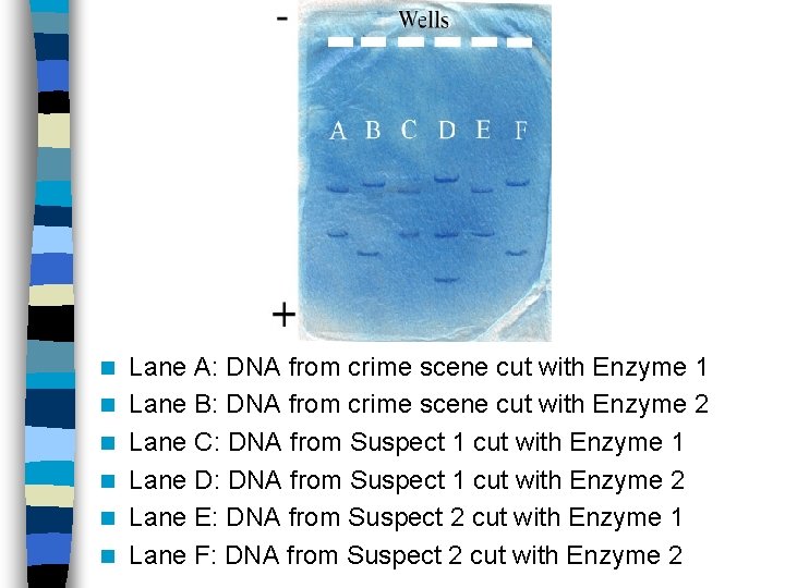 n n n Lane A: DNA from crime scene cut with Enzyme 1 Lane